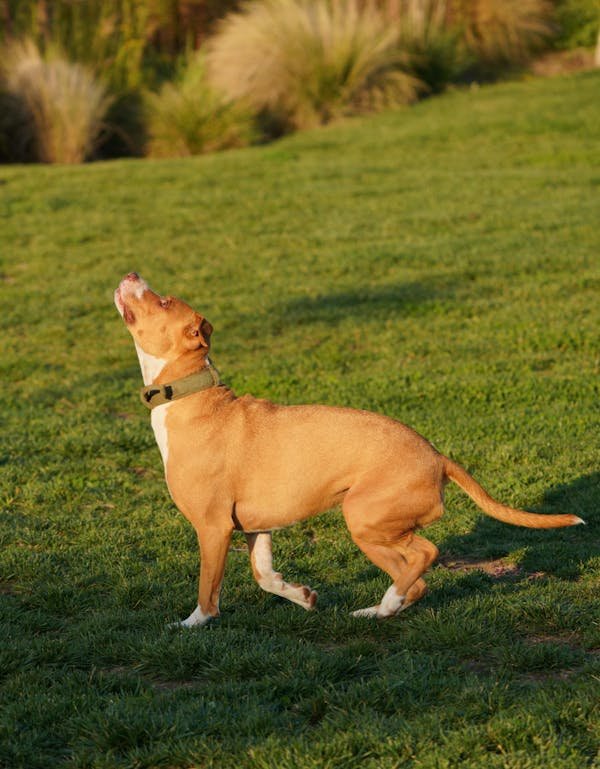 Collier gps pour chien : guide pour choisir le meilleur modèle